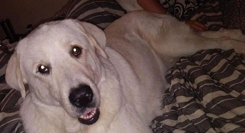 الكلب الوفي فقد حياته لإنقاذ عائلة انتشلته من الموت