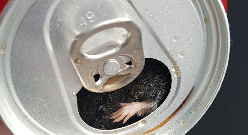 العثور على فأر داخل علبة صودا !