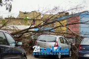سقوط شجرة داخل مدرسة بالبيضاء يرسل تلميذتين للمستشفى