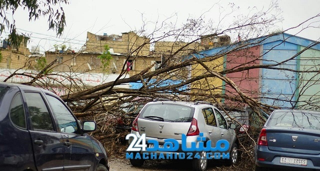 سقوط شجرة داخل مدرسة بالبيضاء يرسل تلميذتين للمستشفى