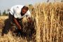 الحكومة تتخذ تدابير هامة لتسويق محاصيل الحبوب