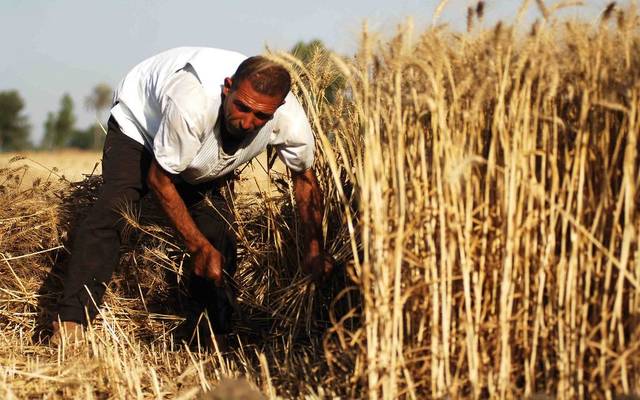 الحكومة تتخذ تدابير هامة لتسويق محاصيل الحبوب