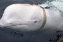 النرويج تكشف عن مهمة الحوت الروسي المتهم بـ