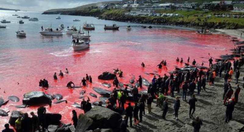 ذبح مئات الحيتان بطريقة وحشية لصبغ البحر باللون الأحمر في الدنمارك