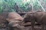في موقف مؤثر.. صغير فيل يحاول إيقاظ أمه وهي تصارع الموت (فيديو)