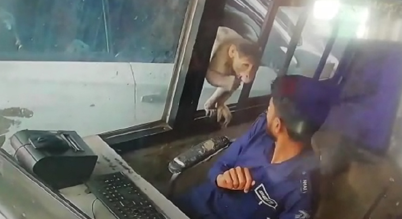 بالفيديو... قرد يسرق صراف موقف السيارت في الهند !