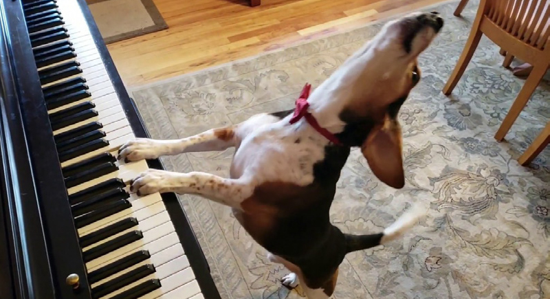 بالفيديو.. كلب يعزف على 