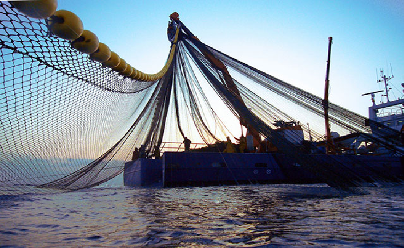 وزارة الفلاحة: نشاط الصيد البحري مستمر من أجل الحفاظ على تموين الأسواق