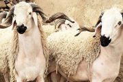 عيد الأضحى.. حجز المئات من رؤوس الأغنام وإتلاف الأطنان من مخلفات الدواجن