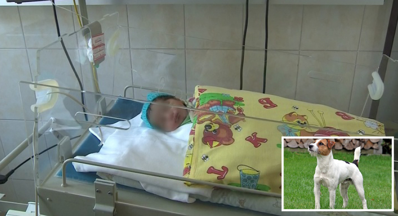 بالفيديو: أمها تركتها بعد ولادتها بـ3 ساعات.. كلب ينقذ رضيعة في روسيا