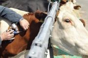 تلقيح عدد كبير من الأبقار والأغنام والماعز ضد الحمى القلاعية