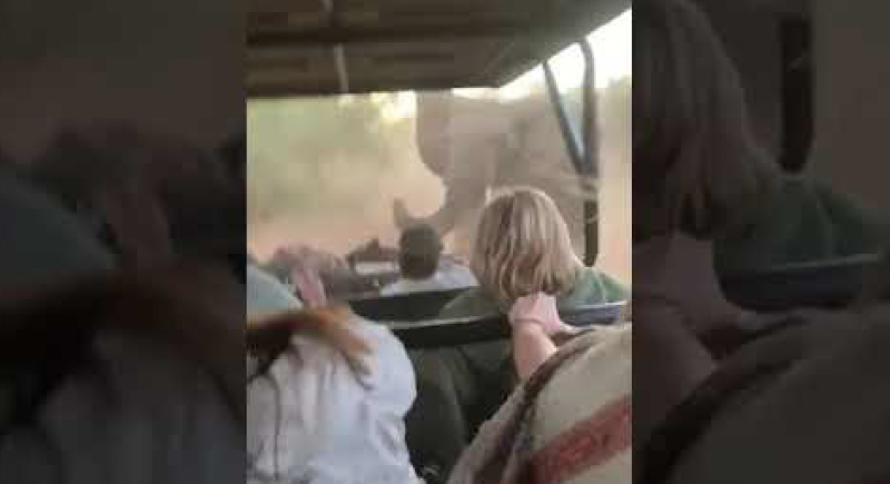 فيل غاضب يطارد حافلة مليئة بالسياح في جنوب أفريقيا (فيديو)
