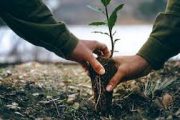''أصدقاء البيئة'' تطلق حملة غرس 50 مليون شجرة
