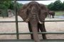 رسميًا .. ممنوع وضع الأفيال الأفريقية بحدائق الحيوان
