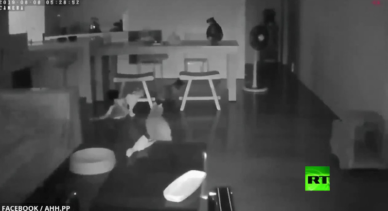 فيديو يظهر لحظة غريبة لرد فعل القطط قبل حدوث الزلزال