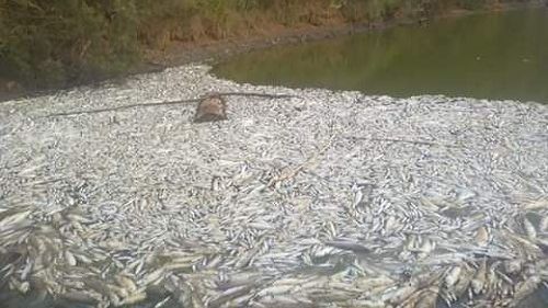 نفوق مئات الأسماك بوادي سوس ماسة يجر الحكومة إلى المساءلة