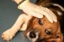 دراسة يابانية: الكلاب يمكنهم أن يكشفوا الأشخاص الكاذبين