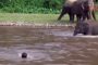 بالفيديو.. فيل يخطف الأنظار بإنقاذه فتى من الغرق