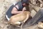 مشهد مؤثر لكلبة تحاول انقاذ صغارها بعد انهيار منزل فوقهم (فيديو)