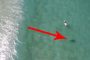 بالفيديو.. طائرة تنقذ رجلا من فكي سمكة قرش