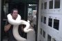 أفعى ضخمة تهاجم عاملا أراد إظهار كيفية التعامل مع الثعابين... فيديو
