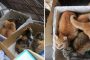 إجلاء آلاف القطط من جزيرة يابانية خوفا من الإعصار 