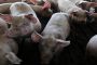 حمى الخنازير الإفريقية تصل الى اوروبا