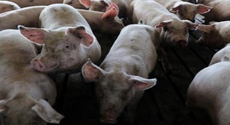 حمى الخنازير الإفريقية تصل الى اوروبا