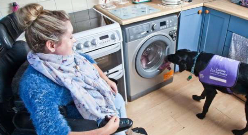 يغسل الملابس ويسحب الأموال.. كلب وفي يساعد صاحبته المُقعدة على الحياة
