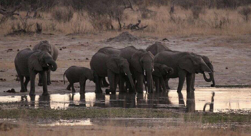 زيمبابوي.. نفوق عشرات الأفيال و