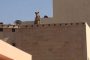بالفيديو... أسد يثير الرعب لدى طلاب مدرسة في السعودية