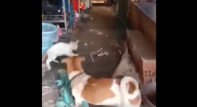 معركة غير متكافئة: فأر شجاع يواجه قطة وكلب معا... فيديو