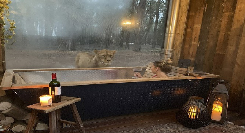 فندق غريب يتيح الاستحمام والعيش بين الحيوانات المفترسة (فيديو)