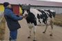 نظارات الواقع الافتراضي للأبقار لهذا الغرض