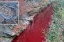 بسبب إعدام الخنازير.. نهر الدم يثير الرعب في كوريا الجنوبية