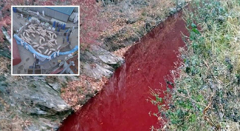 بسبب إعدام الخنازير.. نهر الدم يثير الرعب في كوريا الجنوبية