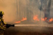 مديرية المياه والغابات: 200 هكتار من الغطاء الغابوي بشفشاون تضررت بالحرائق