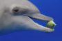 إكتشاف غريب.. الدلافين تتعاطى المخدرات عن طريق السمكة المنتفخة ! (فيديو)