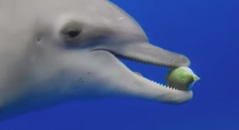 إكتشاف غريب.. الدلافين تتعاطى المخدرات عن طريق السمكة المنتفخة ! (فيديو)