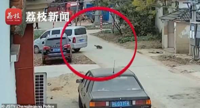 صور.. صيني يصطاد كلاب الشوارع بسهام مسمومة لبيع لحومها في مطعمه !
