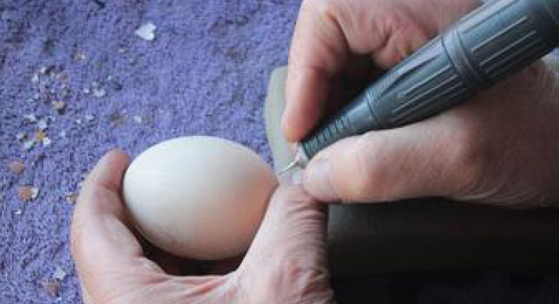 بيضة تدخل فنانا تركيا موسوعة غينيس