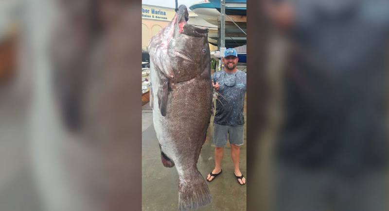 هامور بوزن 150 كيلو.. العثور على سمكة عمرها نصف قرن في فلوريدا