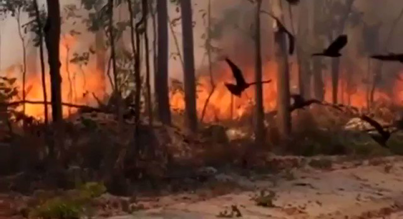 علماء يتوصلون لطائر أشعل حرائق أستراليا (فيديو)