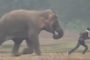 سائح كاد يلقى حتفه تحت أقدام فيل أثناء محاولة التقاط سيلفي (فيديو)