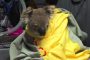 استراليا... نقل الحيوانات للعيش في منازل المواطنين