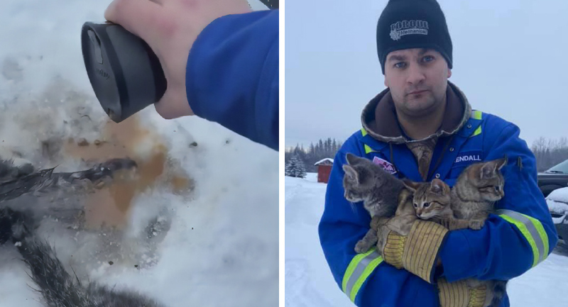 بالفيديو: كوب قهوة ينقذ 3 قطط صغيرة من الموت