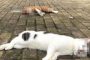 خوفا من كورونا.. إلقاء القطط والكلاب الأليفة من نوافذ الأبراج في الصين
