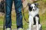 شركة أيرلندية تبحث عن أشخاص لرعاية الكلاب مقابل 1500 يورو شهريا