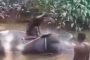 فيديو.. فيل يصرخ ويبكي أثناء ضرب بوحشيه على رأسه