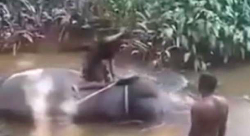 فيديو.. فيل يصرخ ويبكي أثناء ضرب بوحشيه على رأسه